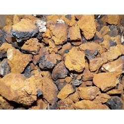 Dried Chaga Mushrooms Wild USA