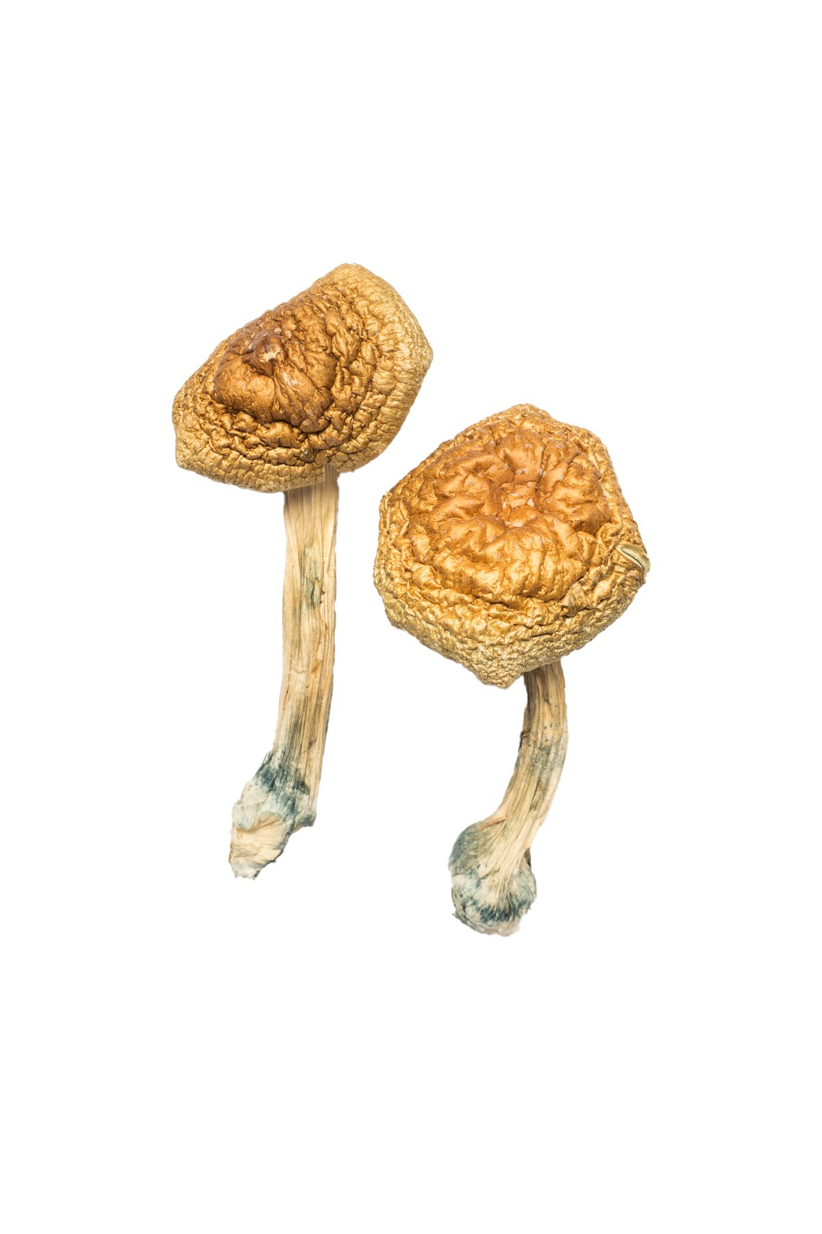 African Transkei Magic Mushrooms