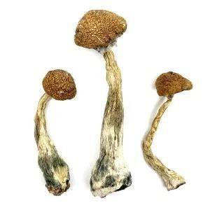 Nepalese Chitwan Mushroom - Image 2