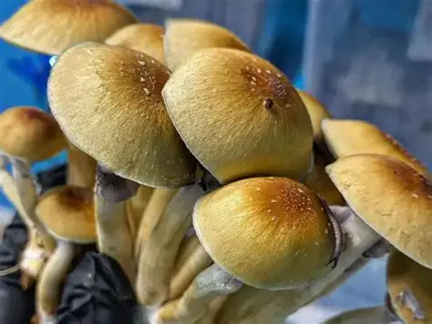 Nepalese Chitwan Mushroom - Image 3