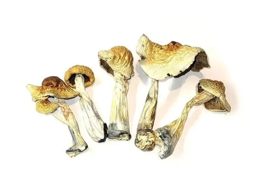 Tri-coloured Ecuadorian Mushroom