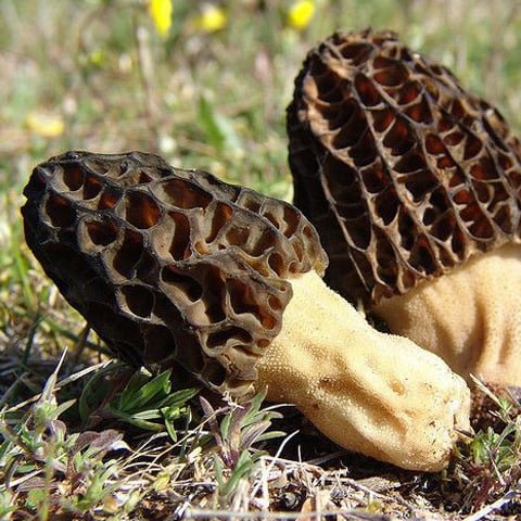 Black Morel Spores (Morchella Importuna)