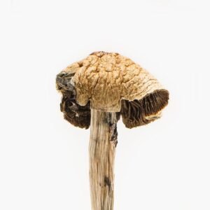 Brazilian Magic Mushroom