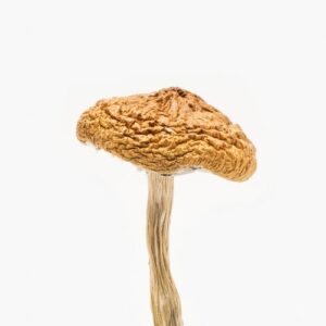British Columbia Mushroom