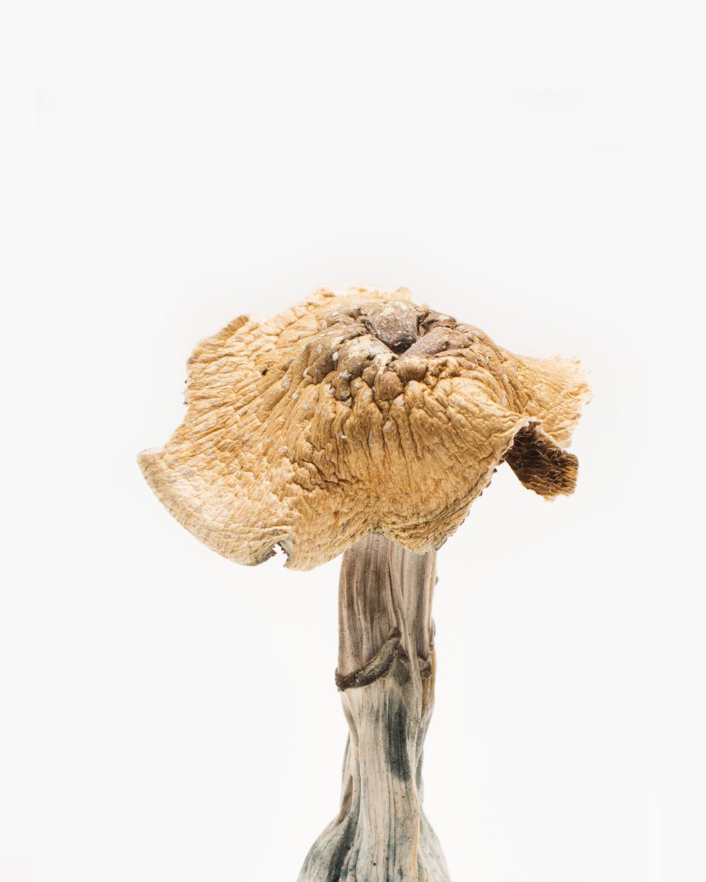 Burmese Magic Mushroom
