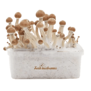 Fresh Mushrooms grow kit Amazon