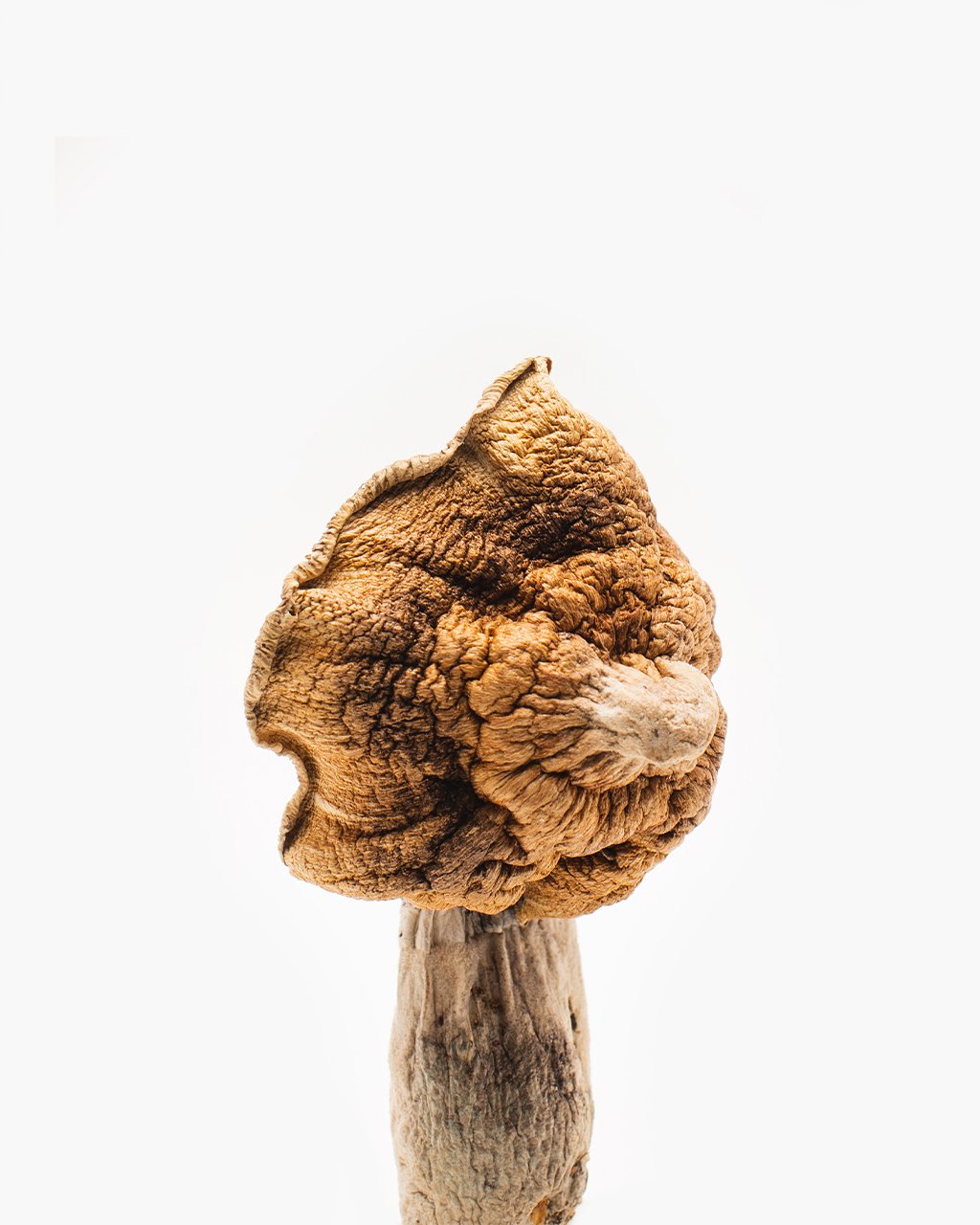 Ko Samui Super Mushroom