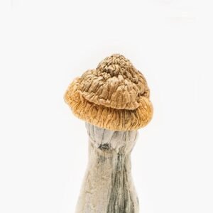  Penis Envy Mushrooms