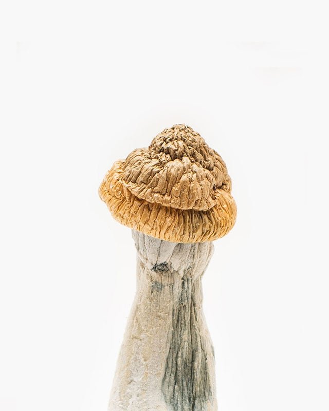 Penis Envy Mushrooms