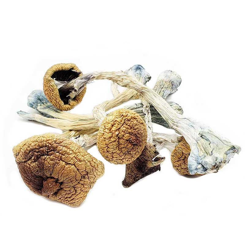 Hawaiian Magic Mushroom