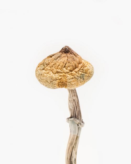 Super Thai Mushroom