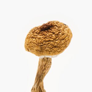 Texas Penis Envy 6 Mushrooms