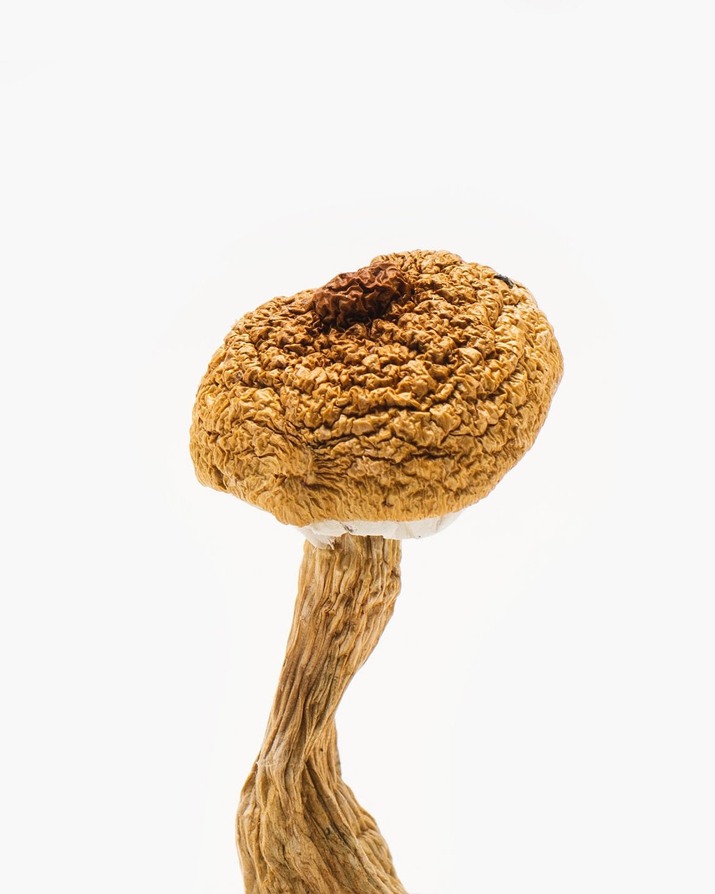 Texas Penis Envy 6 Mushrooms