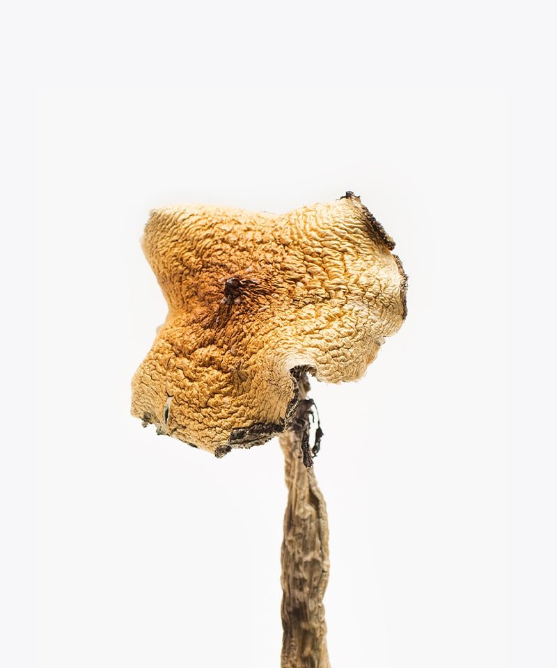 Texas Yellow Caps Mushrooms 