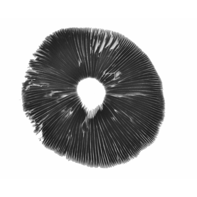 Thai Koh Samui psilocybe cubensis spore print