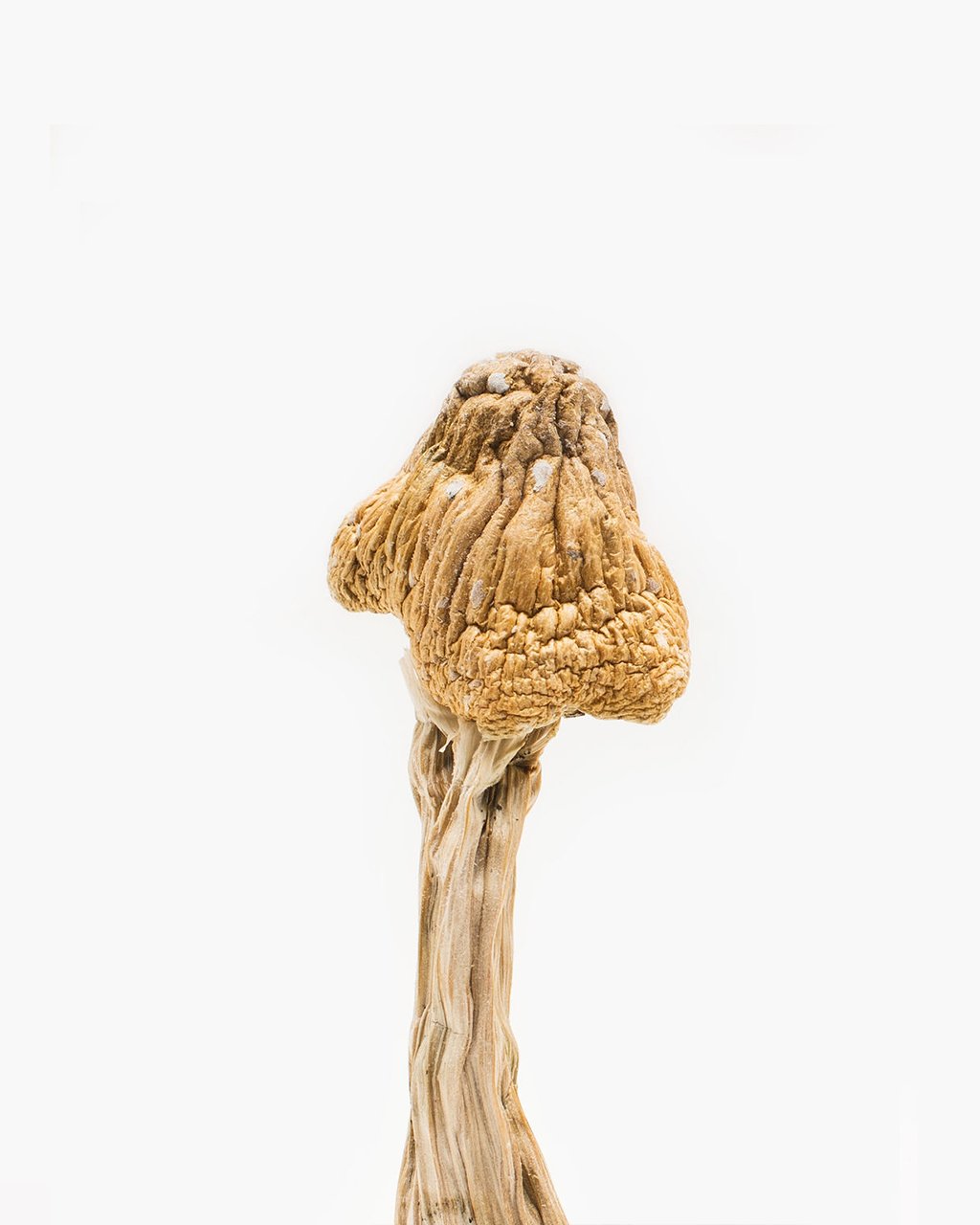Tri-coloured Ecuadorian Mushroom
