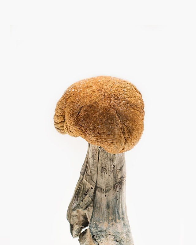 Vietnamese Mushroom